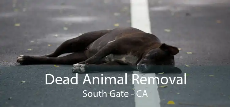 Dead Animal Removal South Gate - CA
