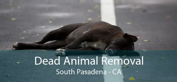 Dead Animal Removal South Pasadena - CA