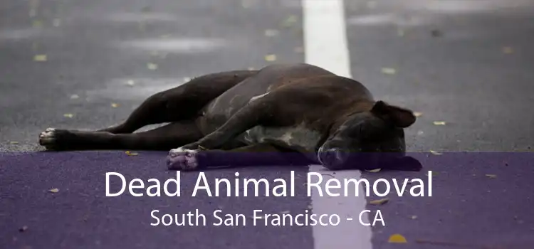 Dead Animal Removal South San Francisco - CA