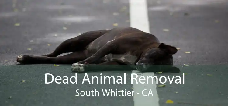 Dead Animal Removal South Whittier - CA