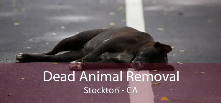 Dead Animal Removal Stockton - CA