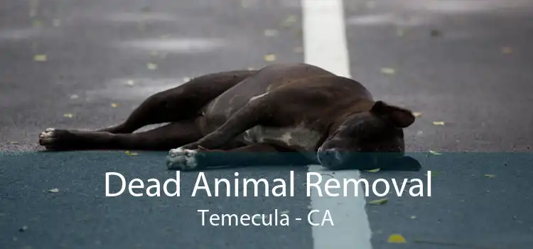 Dead Animal Removal Temecula - CA