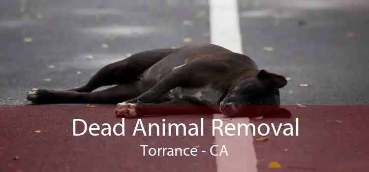Dead Animal Removal Torrance - CA