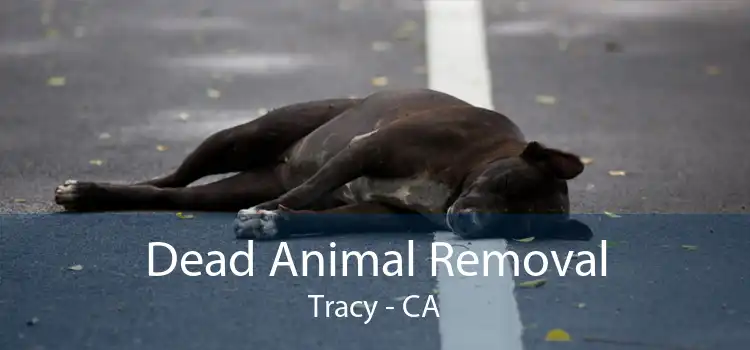 Dead Animal Removal Tracy - CA