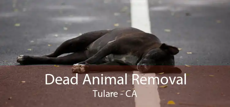 Dead Animal Removal Tulare - CA