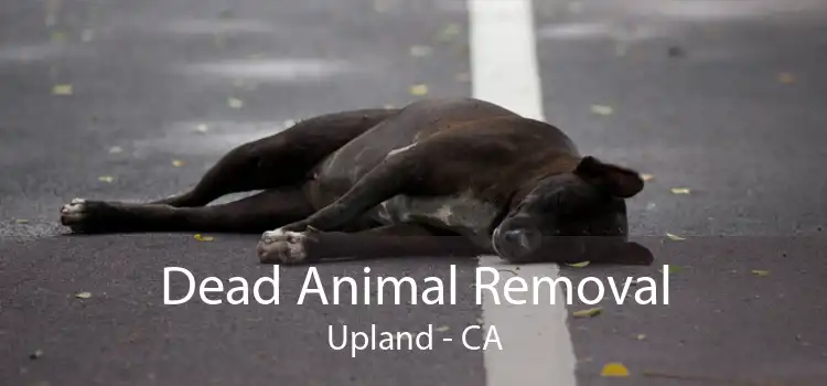 Dead Animal Removal Upland - CA