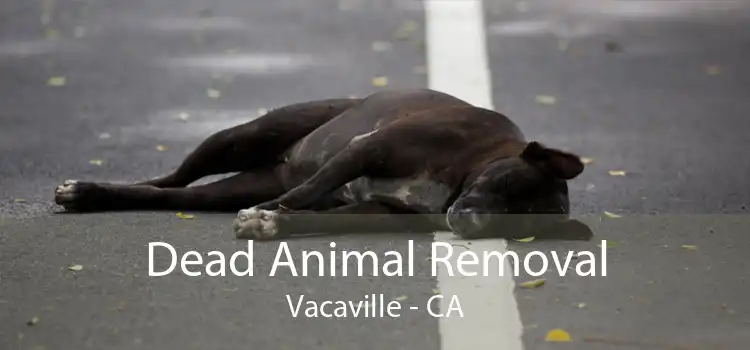 Dead Animal Removal Vacaville - CA