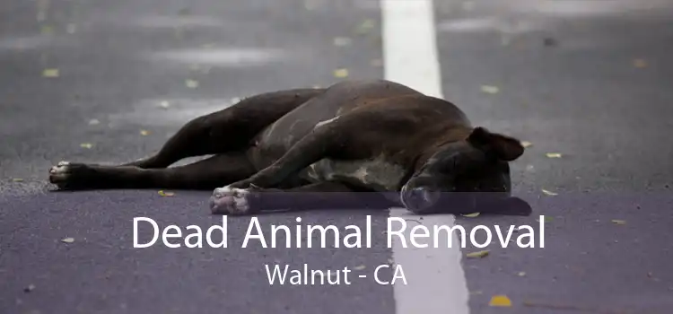 Dead Animal Removal Walnut - CA