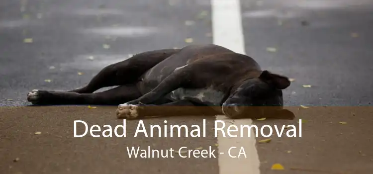 Dead Animal Removal Walnut Creek - CA