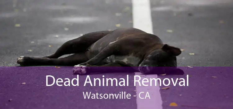 Dead Animal Removal Watsonville - CA