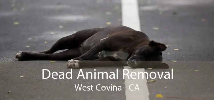 Dead Animal Removal West Covina - CA