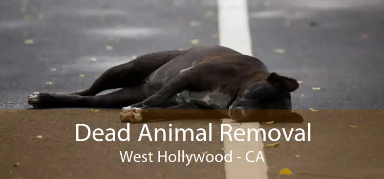 Dead Animal Removal West Hollywood - CA