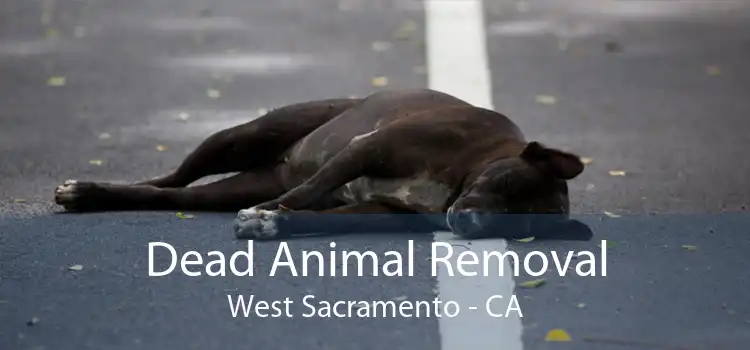 Dead Animal Removal West Sacramento - CA