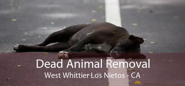 Dead Animal Removal West Whittier Los Nietos - CA
