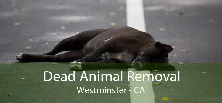 Dead Animal Removal Westminster - CA