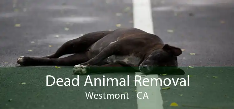 Dead Animal Removal Westmont - CA