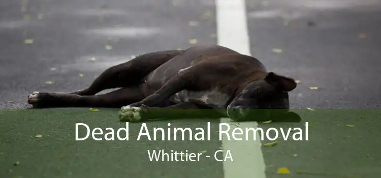 Dead Animal Removal Whittier - CA