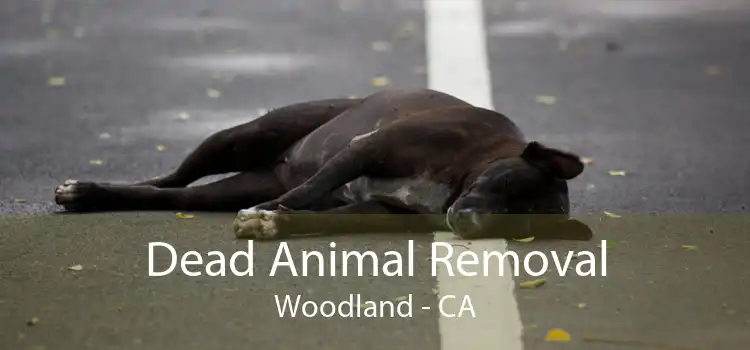 Dead Animal Removal Woodland - CA