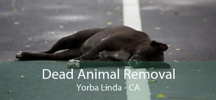Dead Animal Removal Yorba Linda - CA