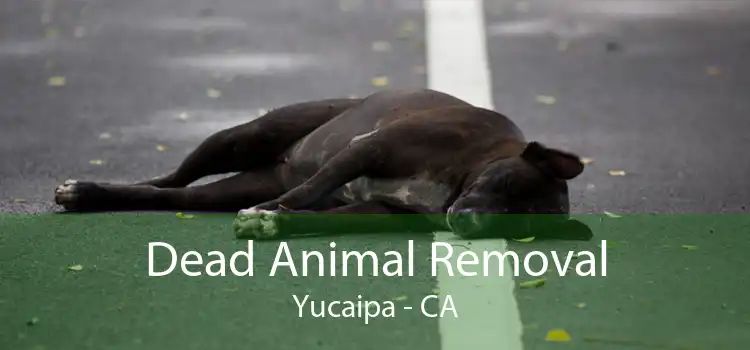 Dead Animal Removal Yucaipa - CA