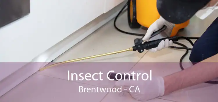 Insect Control Brentwood - CA