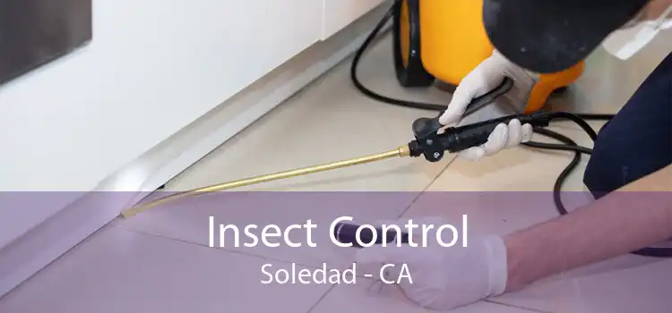 Insect Control Soledad - CA