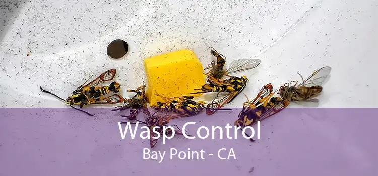 Wasp Control Bay Point - CA