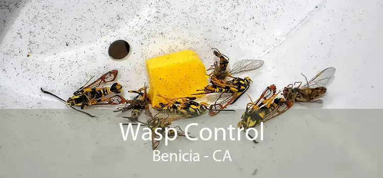 Wasp Control Benicia - CA