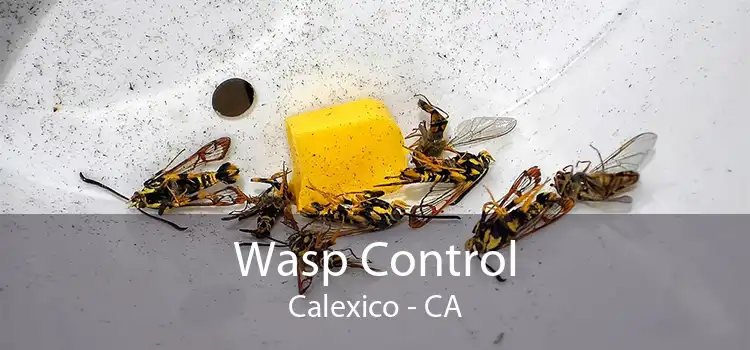 Wasp Control Calexico - CA
