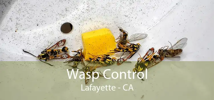 Wasp Control Lafayette - CA