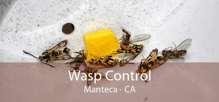 Wasp Control Manteca - CA