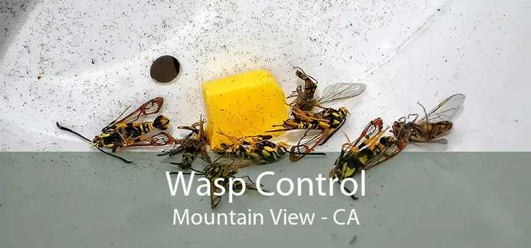 Wasp Control Mountain View - CA