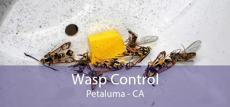 Wasp Control Petaluma - CA