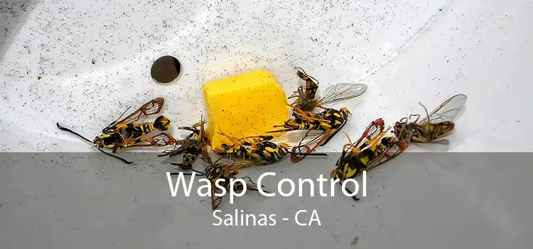 Wasp Control Salinas - CA