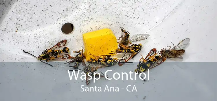 Wasp Control Santa Ana - CA