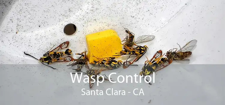 Wasp Control Santa Clara - CA