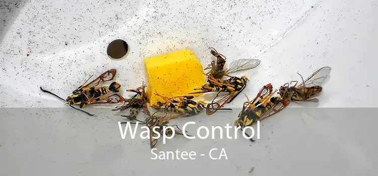Wasp Control Santee - CA