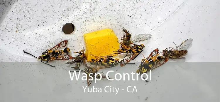 Wasp Control Yuba City - CA