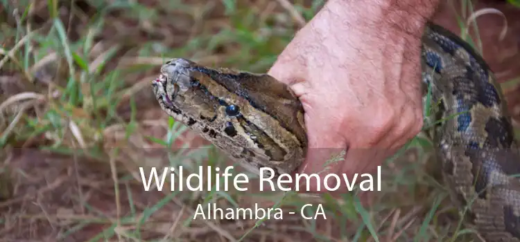 Wildlife Removal Alhambra - CA
