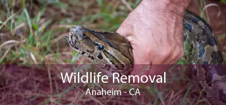 Wildlife Removal Anaheim - CA
