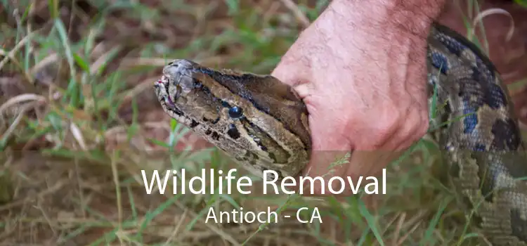 Wildlife Removal Antioch - CA