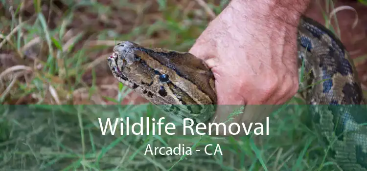 Wildlife Removal Arcadia - CA