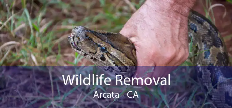 Wildlife Removal Arcata - CA