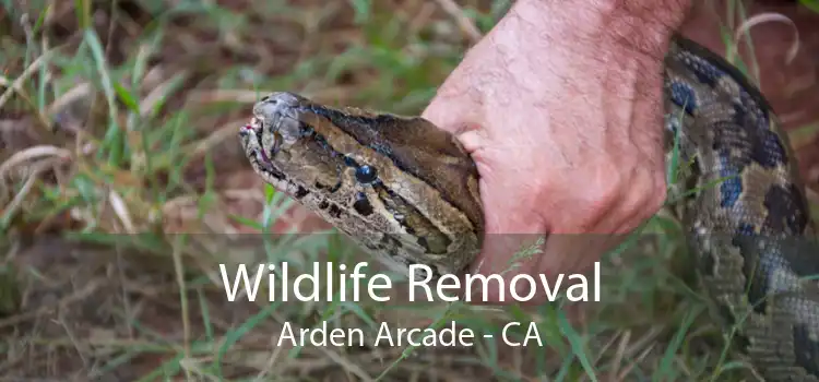 Wildlife Removal Arden Arcade - CA