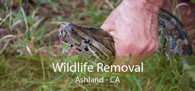 Wildlife Removal Ashland - CA