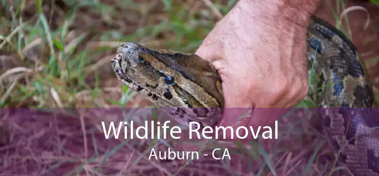 Wildlife Removal Auburn - CA