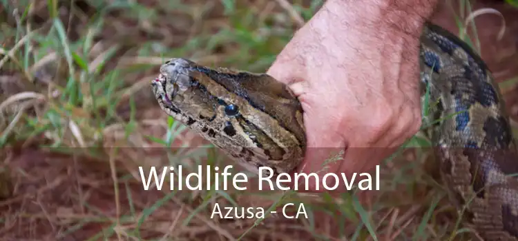 Wildlife Removal Azusa - CA