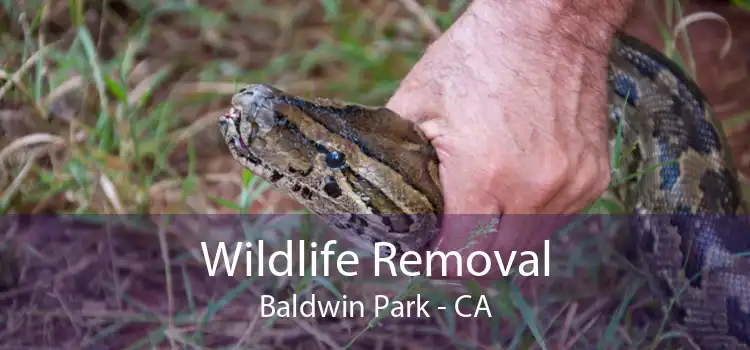Wildlife Removal Baldwin Park - CA