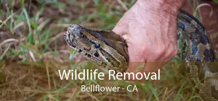 Wildlife Removal Bellflower - CA