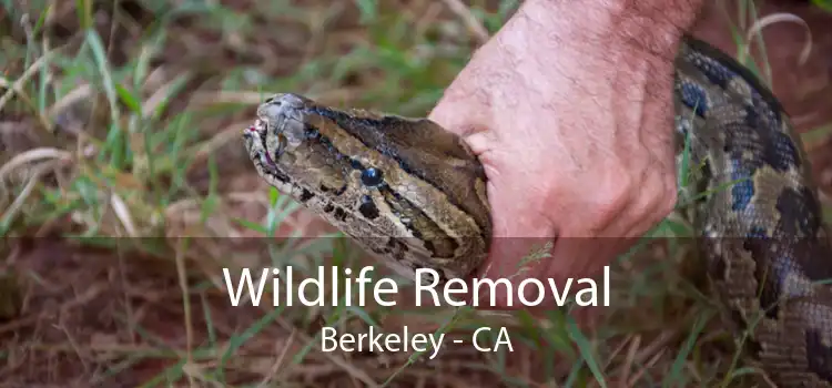 Wildlife Removal Berkeley - CA